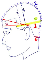 Wig Diagram